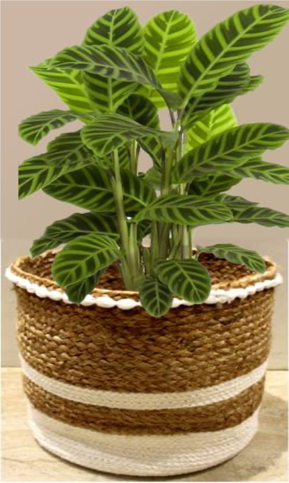 designersterracotta.com Product Picture